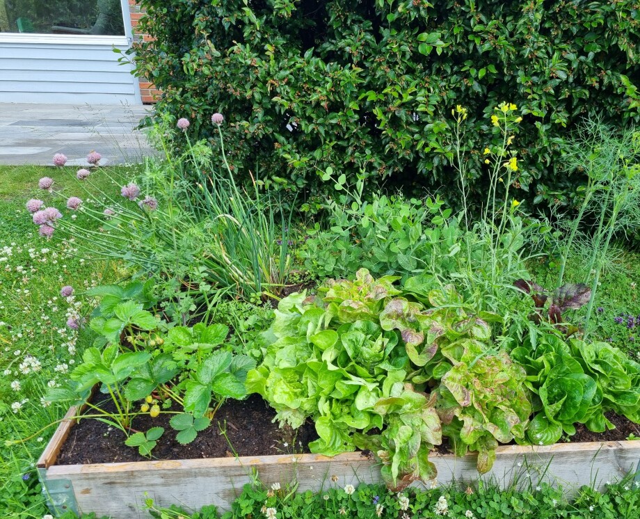 Why ants might be good for your garden