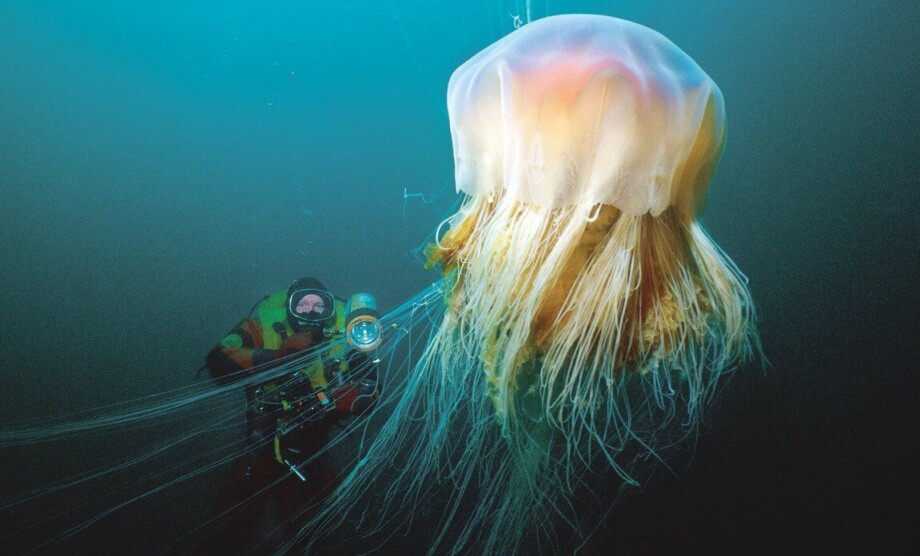 Why do jellyfish sting?
