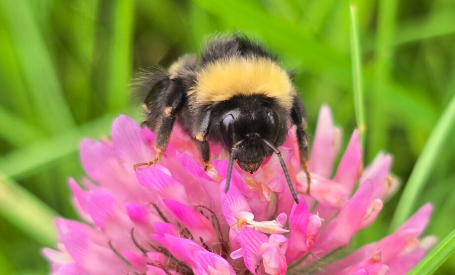 Will there be more bumblebees in Norway?