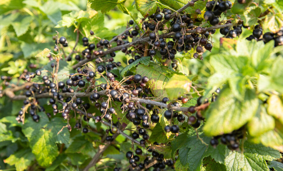 These berries were banned in the USA for almost 100 years: 'We should all eat more of them'