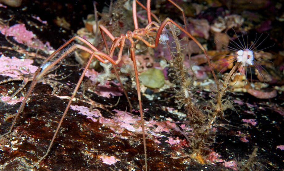 Sea spiders are missing a body part. Researchers now know why