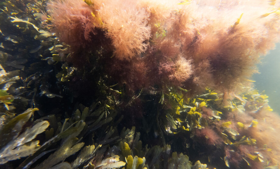 Unusually warm sea: 'This affects all of Scandinavia. It's extreme'