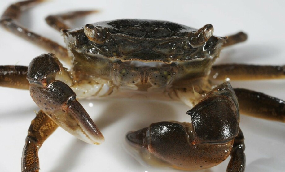 Several foreign species now live in Norwegian waters: 'Warm summers give them a boost'