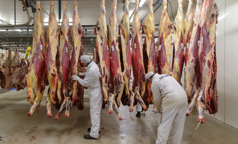 Where does all the blood from slaughtered animals go?