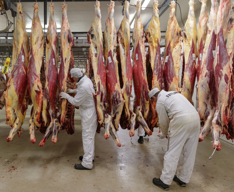 Where does all the blood from slaughtered animals go?