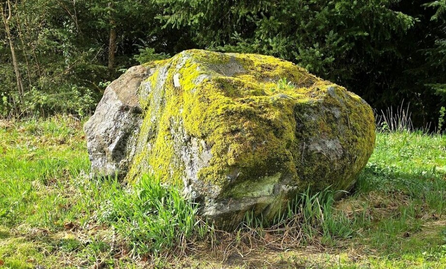 How long does it take for a rock to become covered in moss?