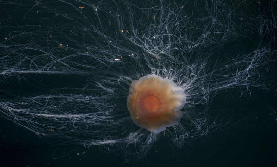 No one really knows where the lion's mane jellyfish comes from
