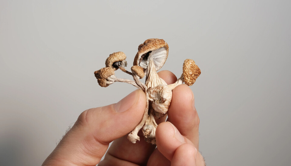 A new study suggests that psilocybin, found in so-called 'magic mushrooms', could potentially be used as a means of extending life - at least in mice.
