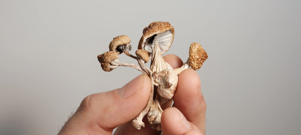 Why the magic mushroom anti-ageing claims are overblown