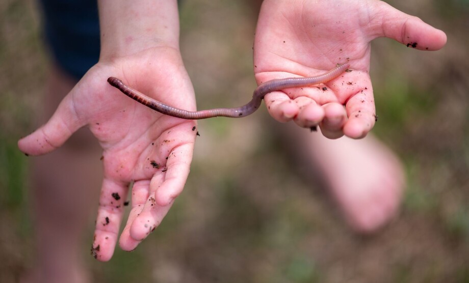 How do earthworms survive the winter underground?