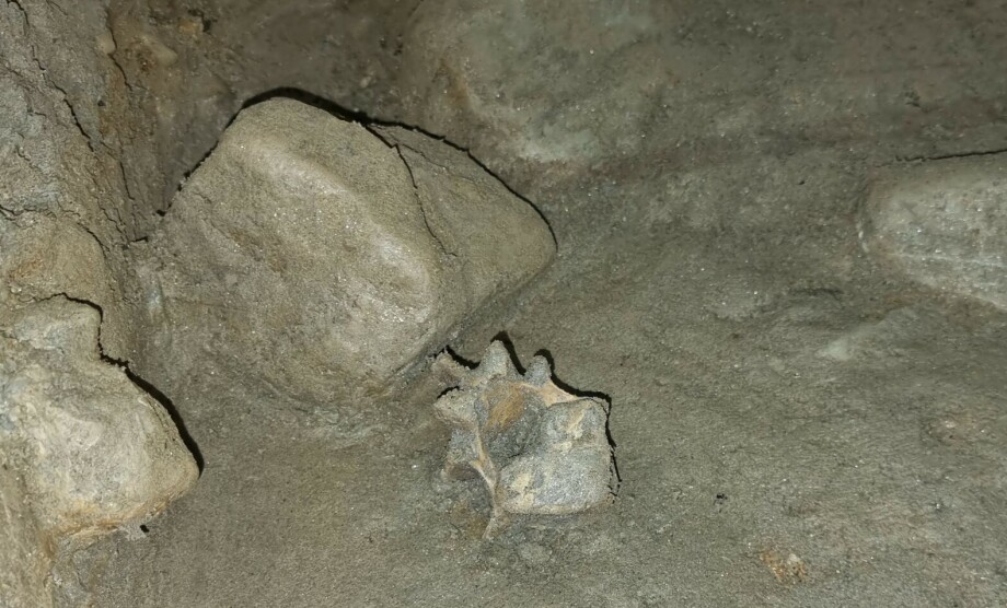 Found 46 animals from the Ice Age in a cave in Northern Norway: 'Extremely rare'