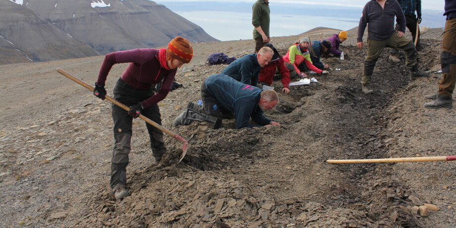 Ichthyosaur foetuses from Svalbard shed light on how these animals evolved