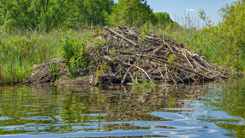 It's not just beavers that live in beaver lodges