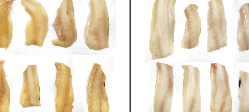 Fish may turn yellow if frozen too fresh