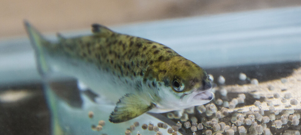 Study: Omega-3 and zinc is a powerful duo for salmon