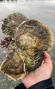 Researchers call for better protection of Europe's last flat oysters
