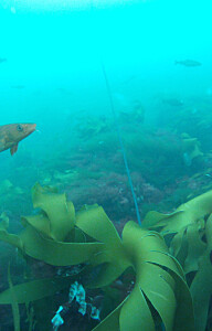 Fish poop may be the key to understanding how the ocean stores carbon