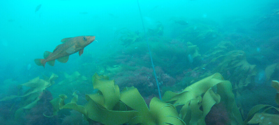 Fish help the ocean store carbon