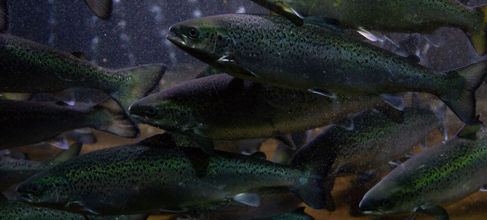 Farmed salmon now contain less vitamin D than they used to – but researchers believe they have a solution