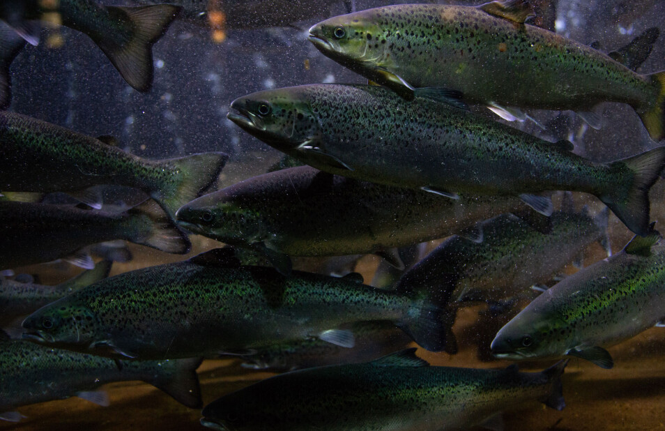 Farmed salmon now contain less vitamin D than they used to – but researchers believe they have a solution