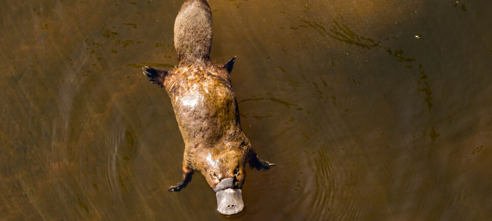 Platypus: The mammal that doesn't have teats