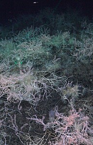 Have researchers found the world’s first bamboo coral reef?