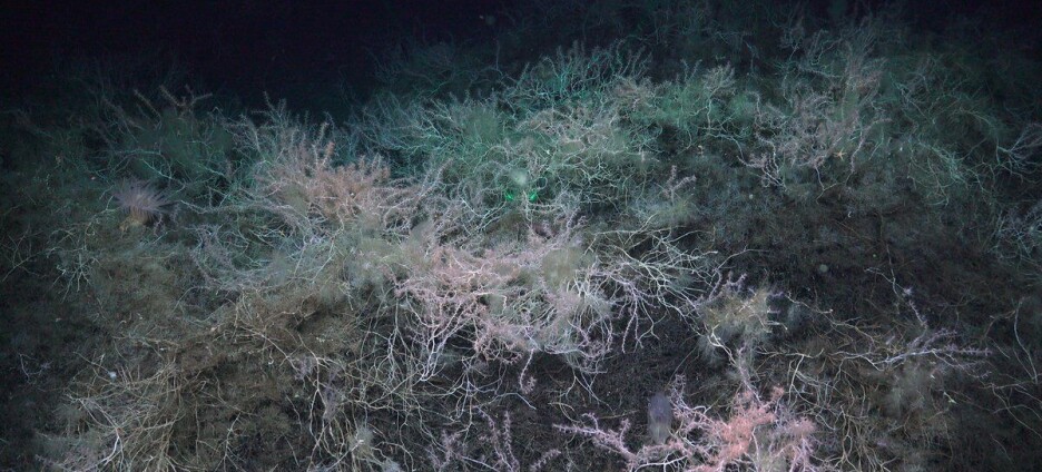 Norskehavet: Truleg funn av verdas første bambuskorallrev