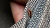 Close-up of a bed bug crawling on grey textured fabric beside a zip fastener.
