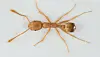 Brown-orange insect with an elongated, segmented body on a white background.