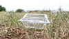 Clear plastic takeaway container lying in dry grass
