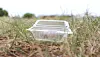 Clear plastic takeaway container lying in dry grass
