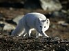 Hvit fjellrevvalp står på steinete mark på Dovrefjell.