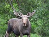 Bull moose with broad antlers standing in a dense green forest in Norway.
