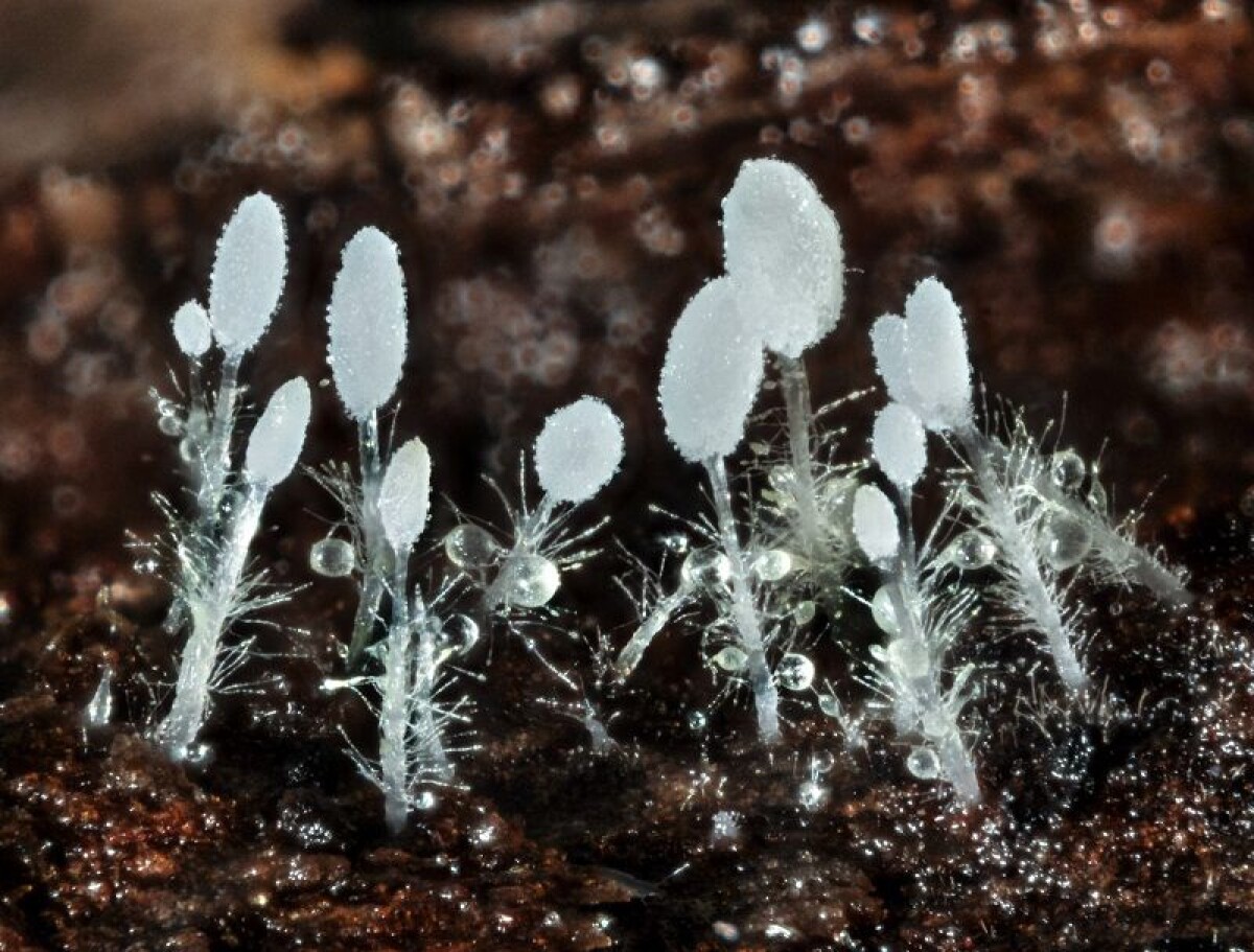 ?imageId=1414523&width=1200